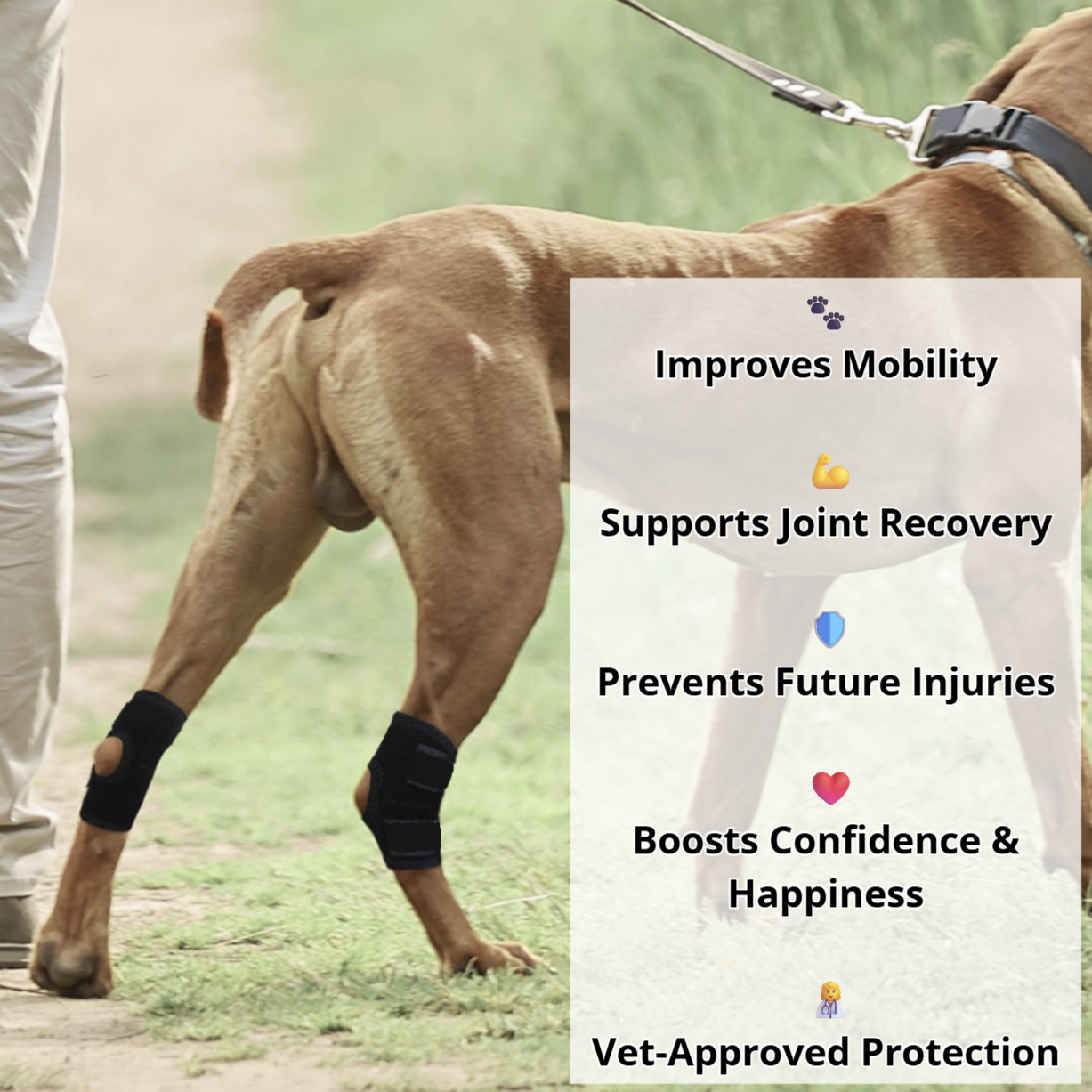 PawBrace™ Semi-Rigid Joint Support for Dogs