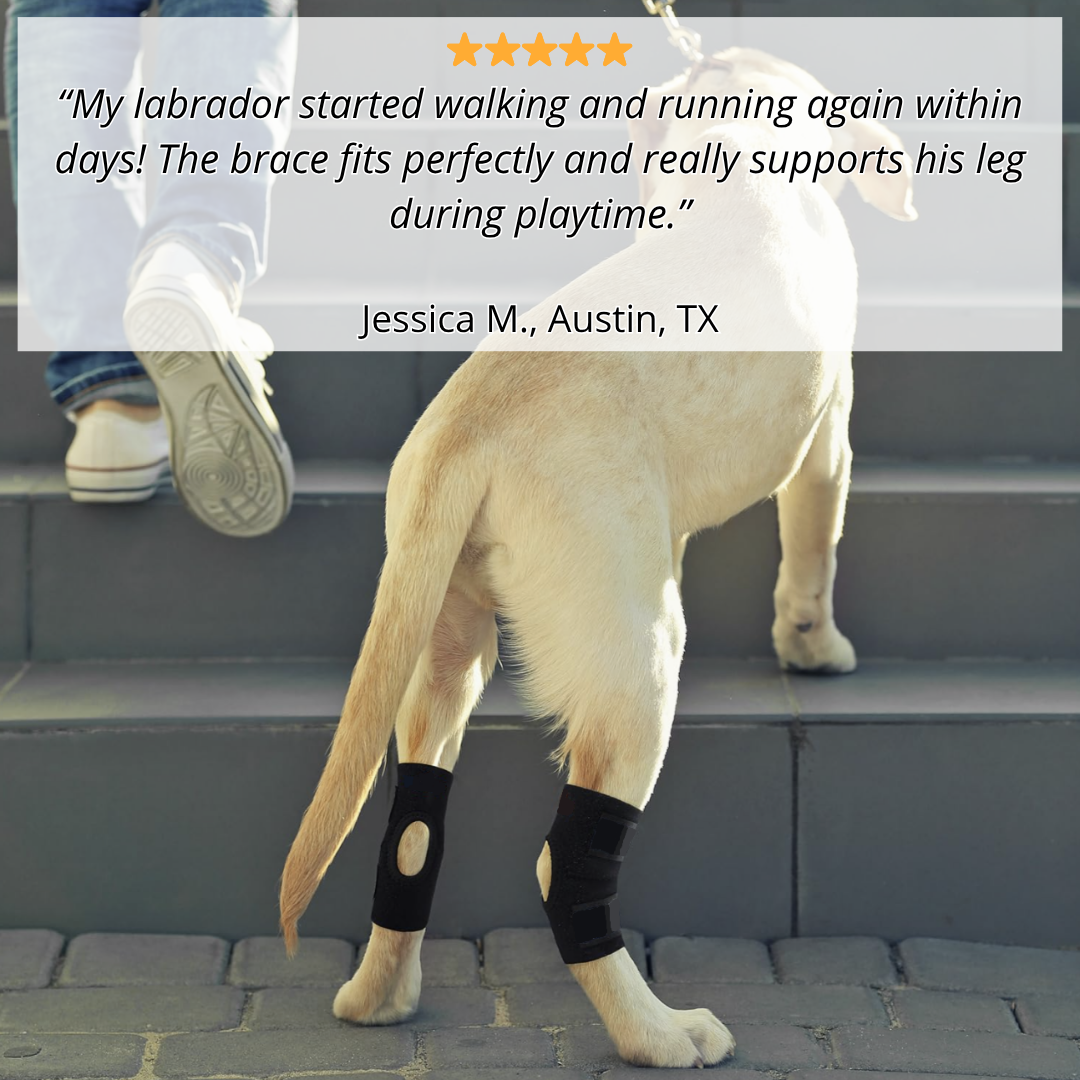 PawBrace™ Semi-Rigid Joint Support for Dogs
